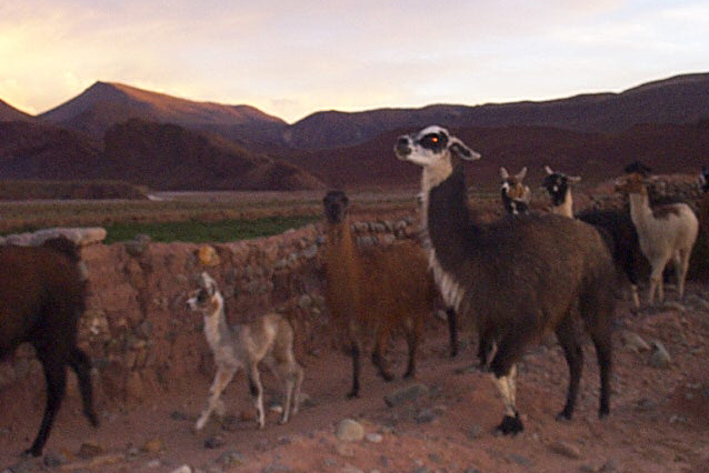 Ticatica auf dem Weg n.Hause 03.01.04.JPG - zwischen potosí und uyuni, llamas auf dem heimweg